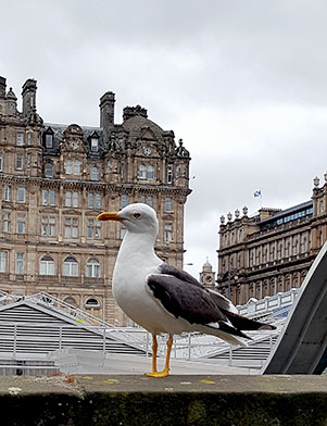 Sechs Dinge die du in Edinburgh unternehmen solltest